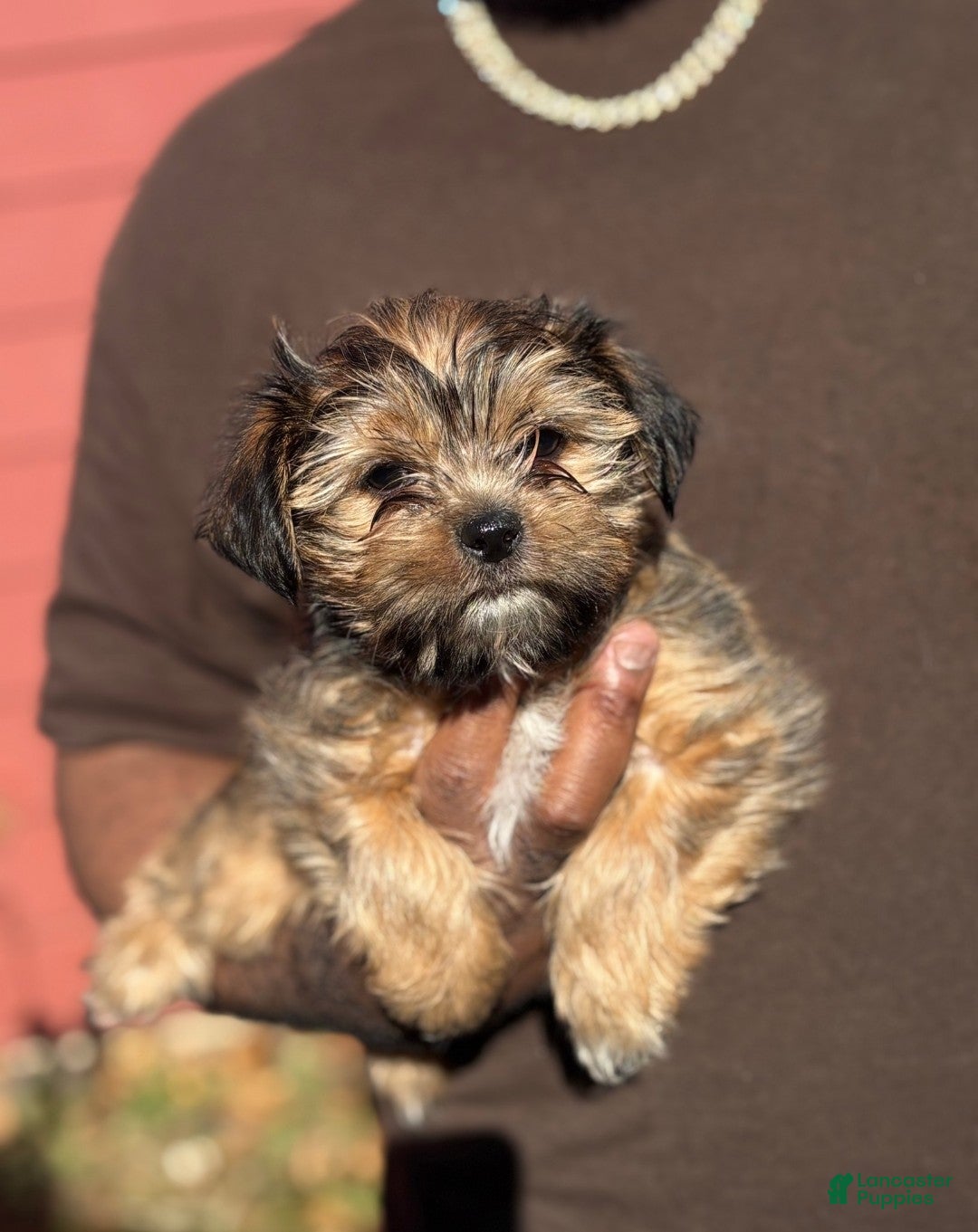 Shorkie dogs for sale: Cheesecake - Ad 4
