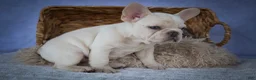 French Bulldog dogs for sale: Tansy🌸 - Ad 6