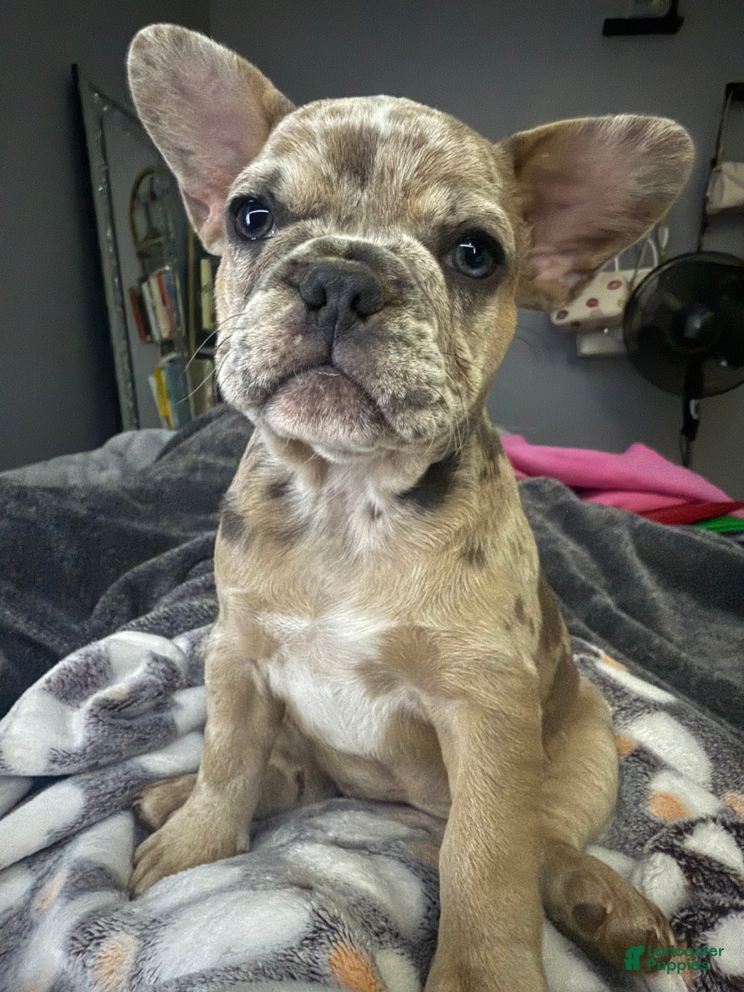 French Bulldog dogs for sale: Eva - Ad 1