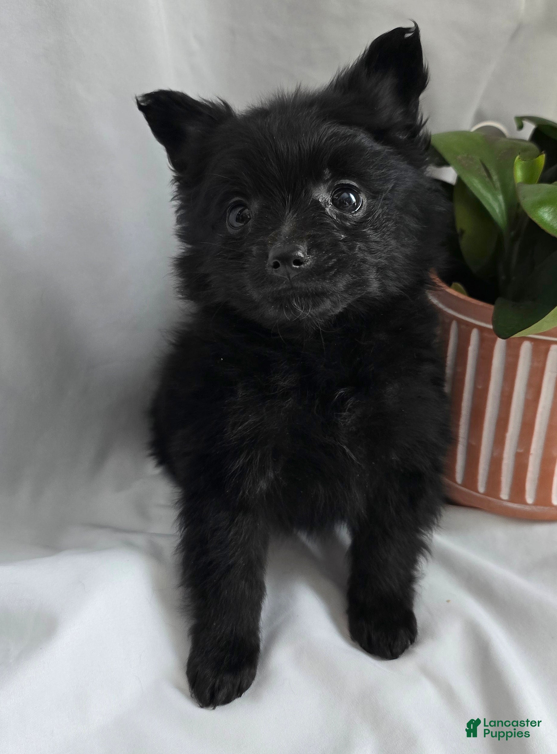 Pomapoo dogs Pomapoo Puppy 4 - Ad 13