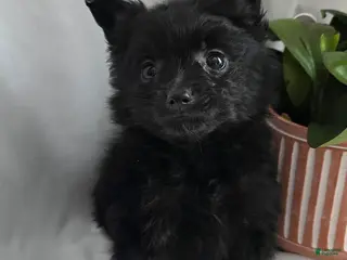 Pomapoo dogs Pomapoo Puppy 4 - Ad 13