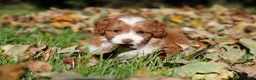 Cavapoo dogs for sale: Goldie - Ad 4