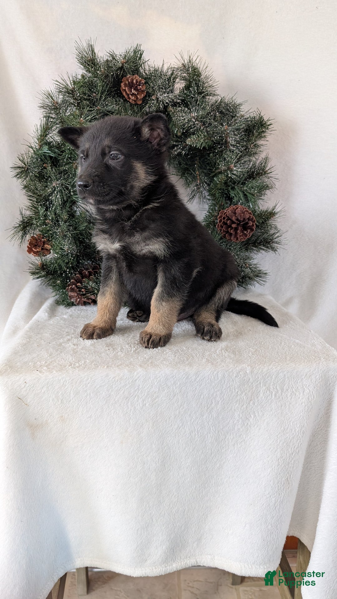 German Shepherd dogs for sale: Sara - Ad 6