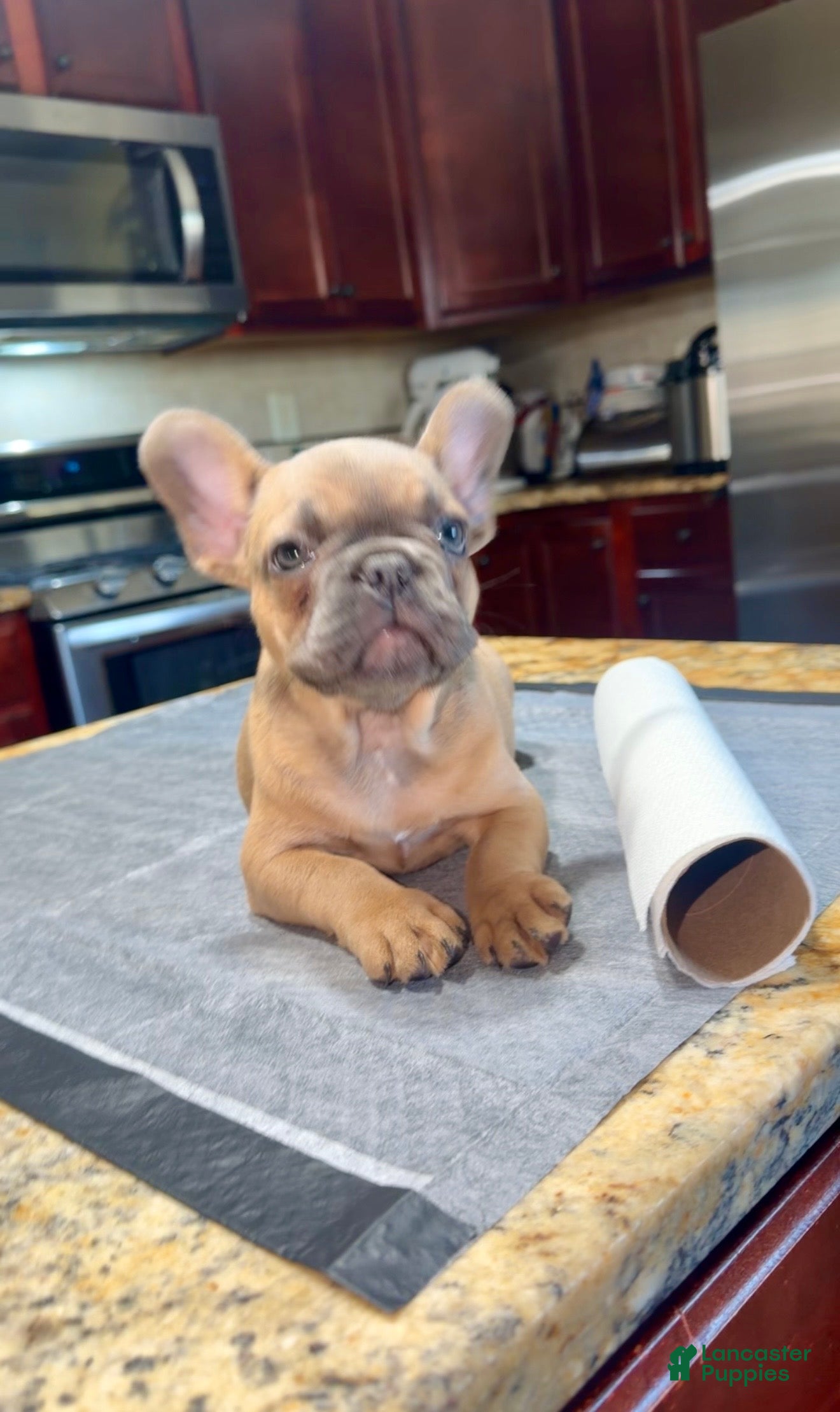 French Bulldog dogs Cookie - Ad 2