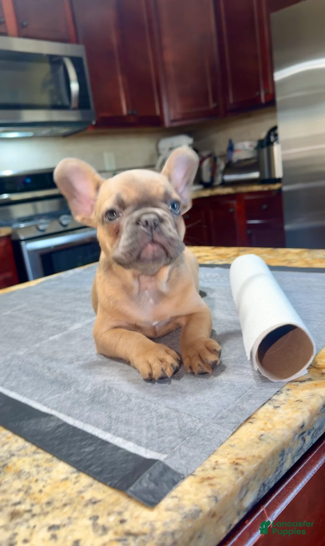 French Bulldog dogs for sale: Cookie - Ad 2