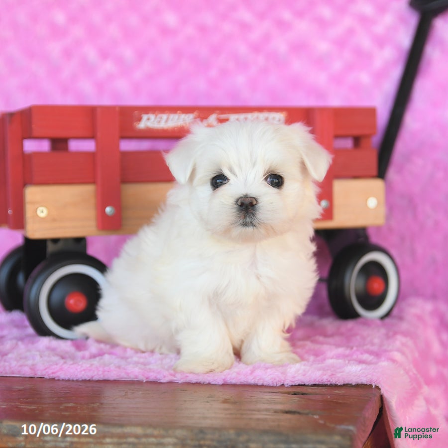 Maltese dogs Pluto - Ad 2
