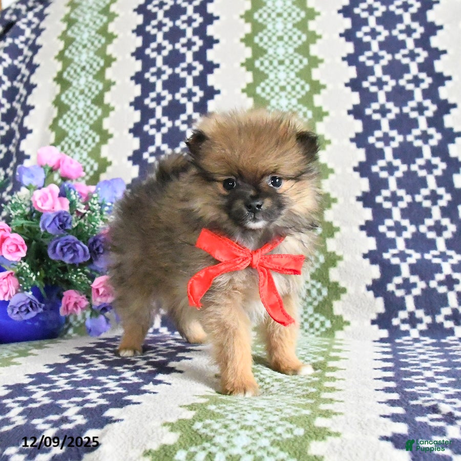 Pomeranian dogs Bandit - Ad 24