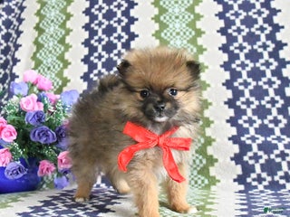 Pomeranian dogs Bandit - Ad 18