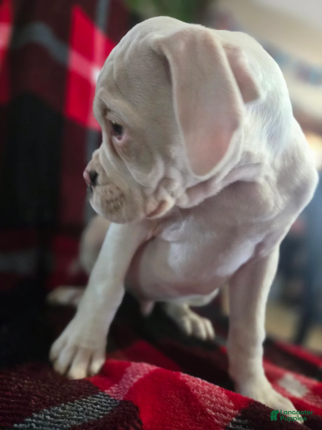 Boxer dogs for sale: Sam - Ad 9