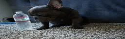 French Bulldog dogs for sale: Frenchie  - Ad 5