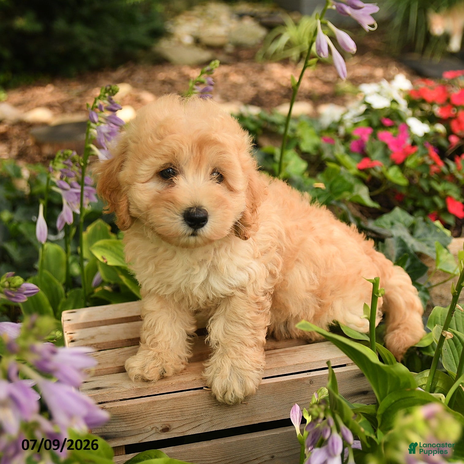 Maltipoo dogs Jasper  - Ad 1