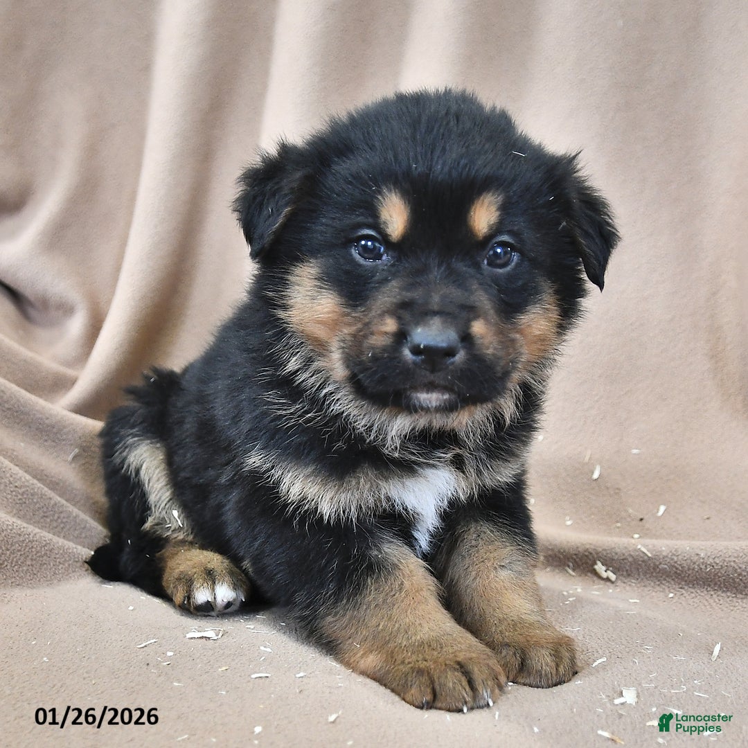 Mixed Breed dogs for sale: Atlas - Ad 3