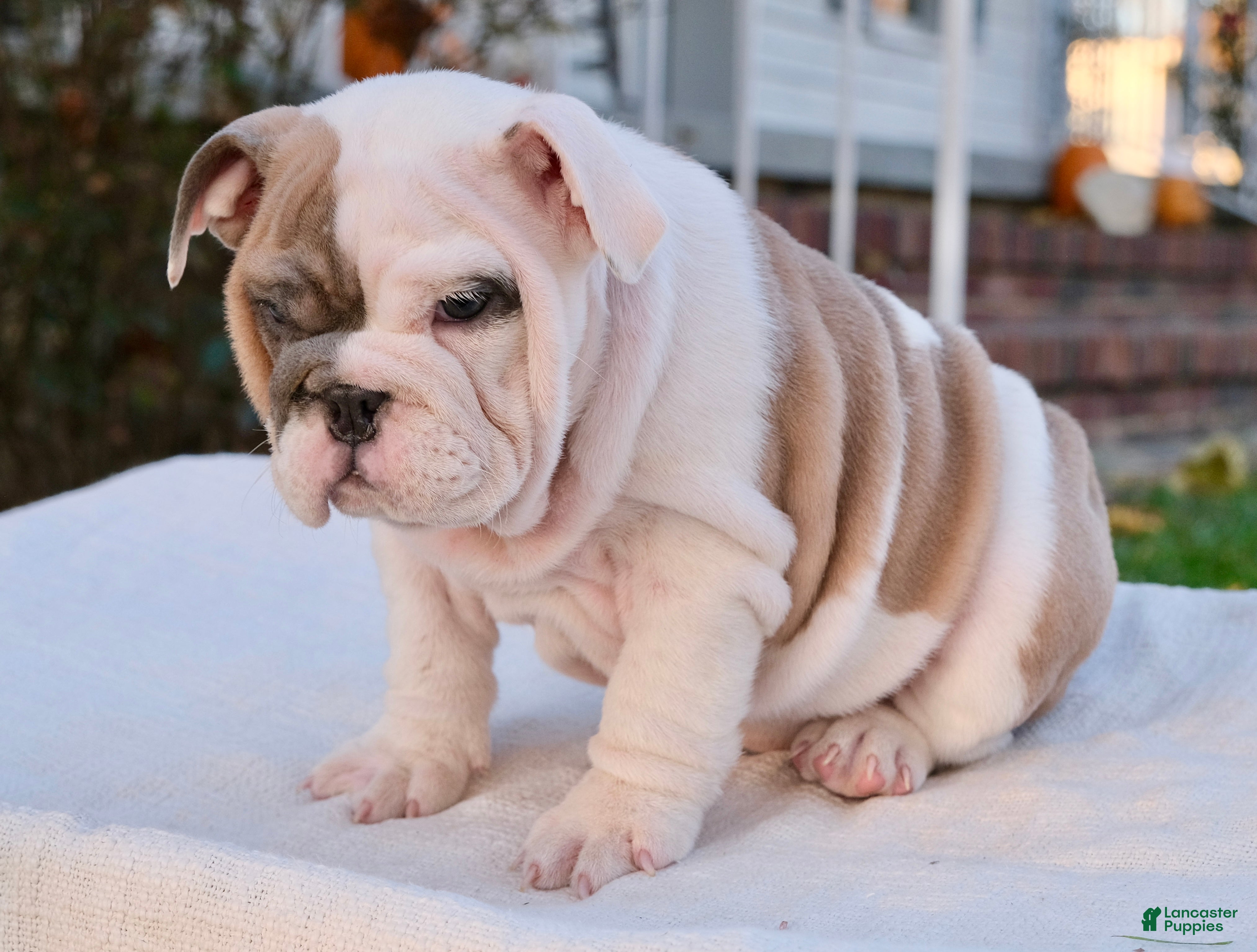 English Bulldog dogs for sale: Hazel - Ad 2