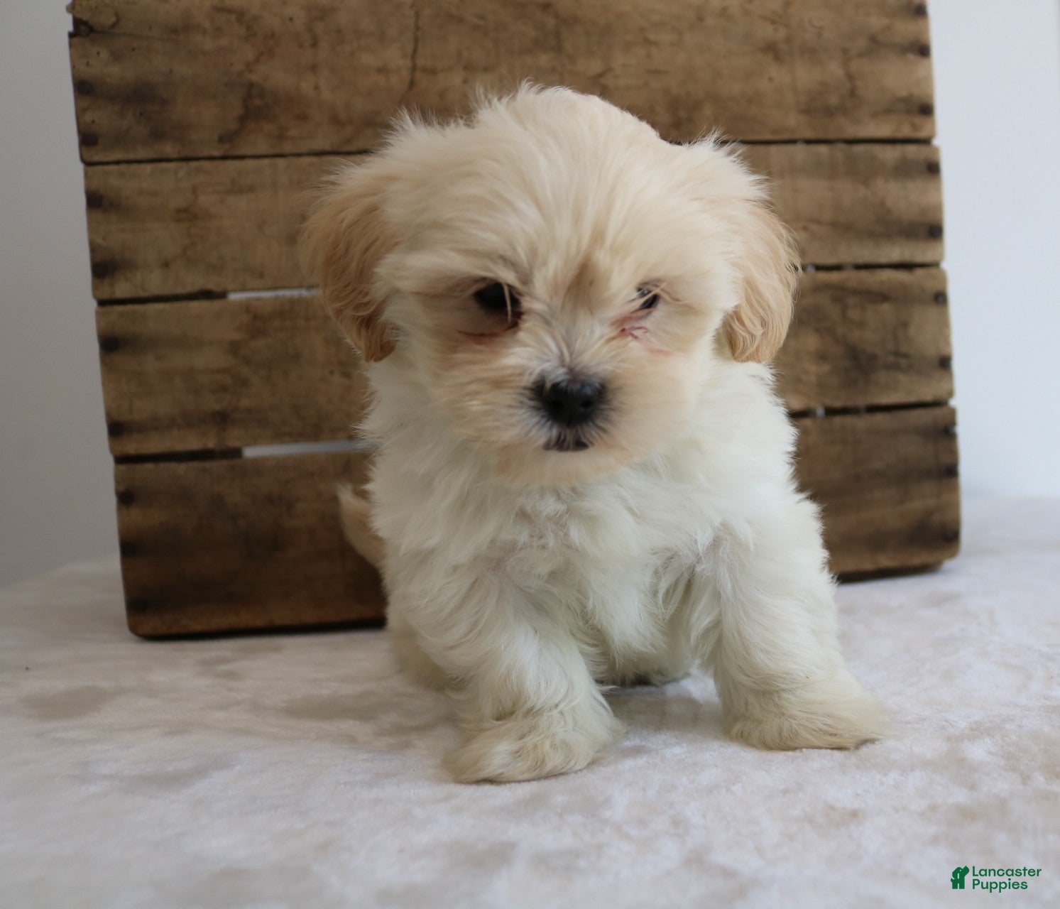 Maltipoo dogs Kelly - Ad 38