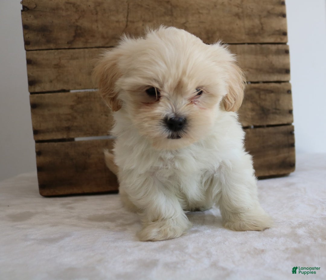 Maltipoo dogs for sale: Kelly - Ad 1