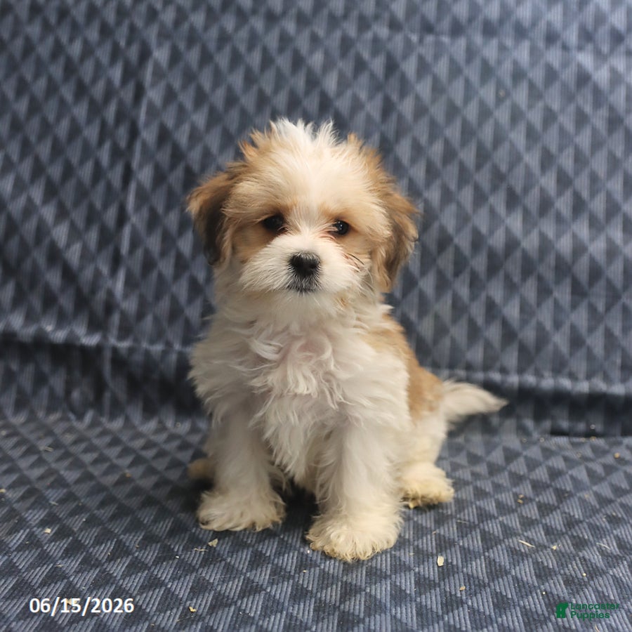 Morkie dogs Archery - Ad 1
