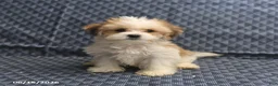 Morkie dogs for sale: Archery - Ad 1