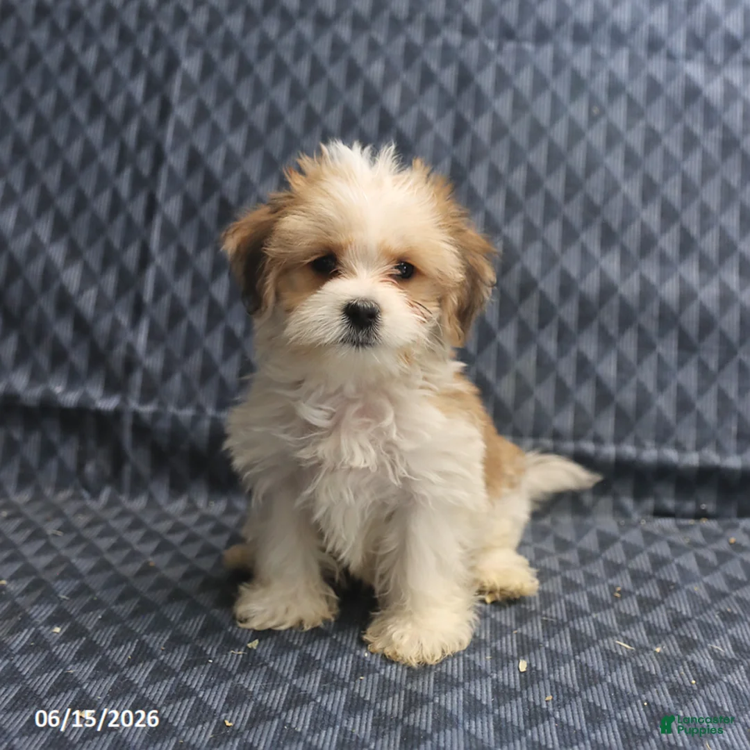 Morkie dogs for sale: Archery - Ad 1