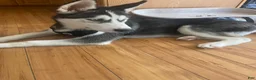 Siberian Husky dogs for sale: Jack Siberian Husky  - Ad 3