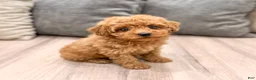 Miniature Poodle dogs for sale: Scarlett - Ad 4