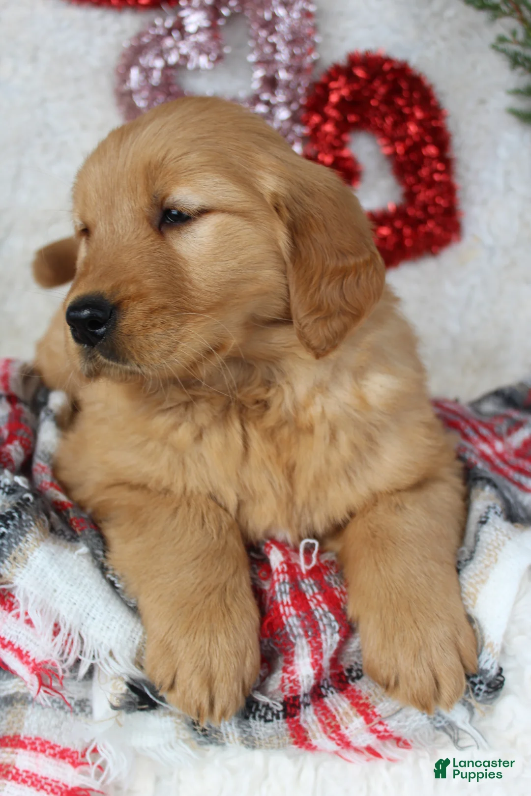 Golden Retriever dogs for sale: Barney - Ad 6