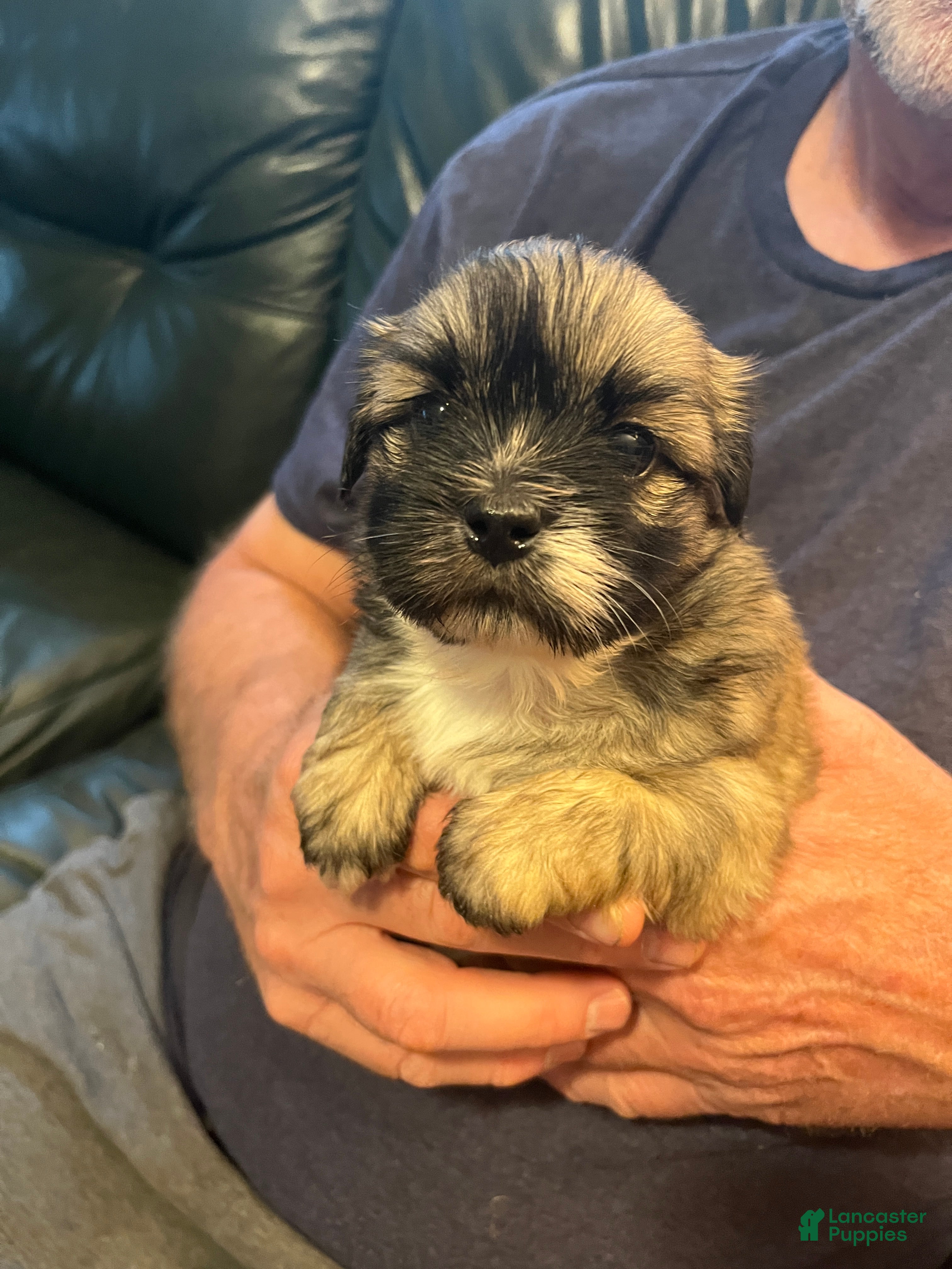 Shih Tzu dogs Coco - Ad 22