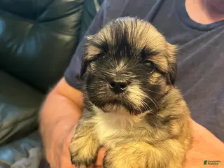 Shih Tzu dogs Coco - Ad 22