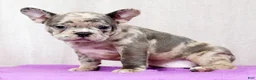Frenchton dogs for sale: Melody - Ad 5