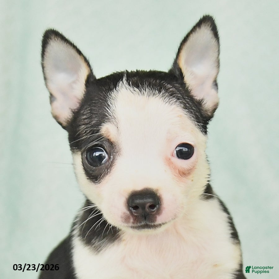 Chihuahua dogs Flora   - Ad 2