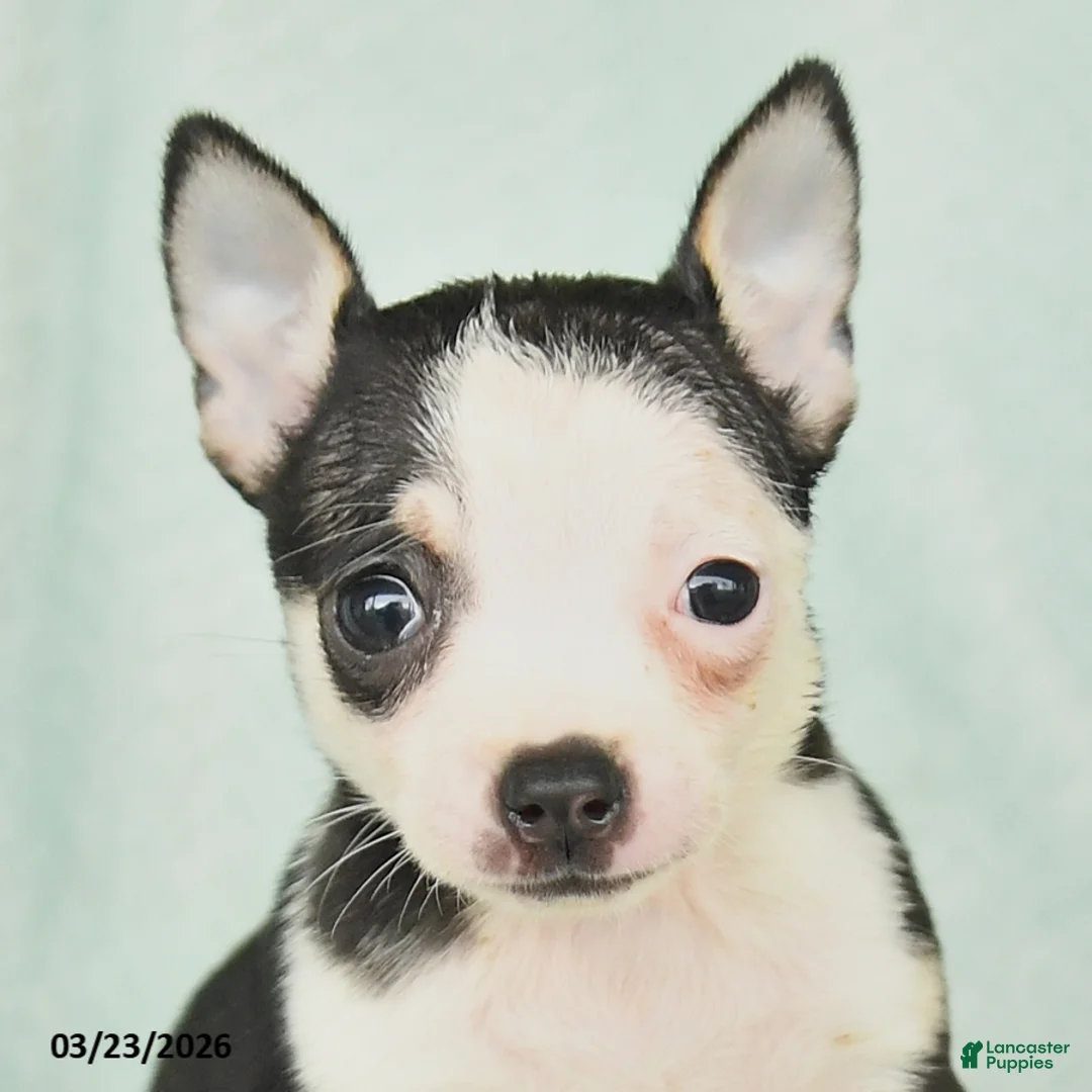 Chihuahua dogs for sale: Flora   - Ad 2