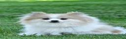 Pomeranian dogs for sale: Oscar - Ad 10