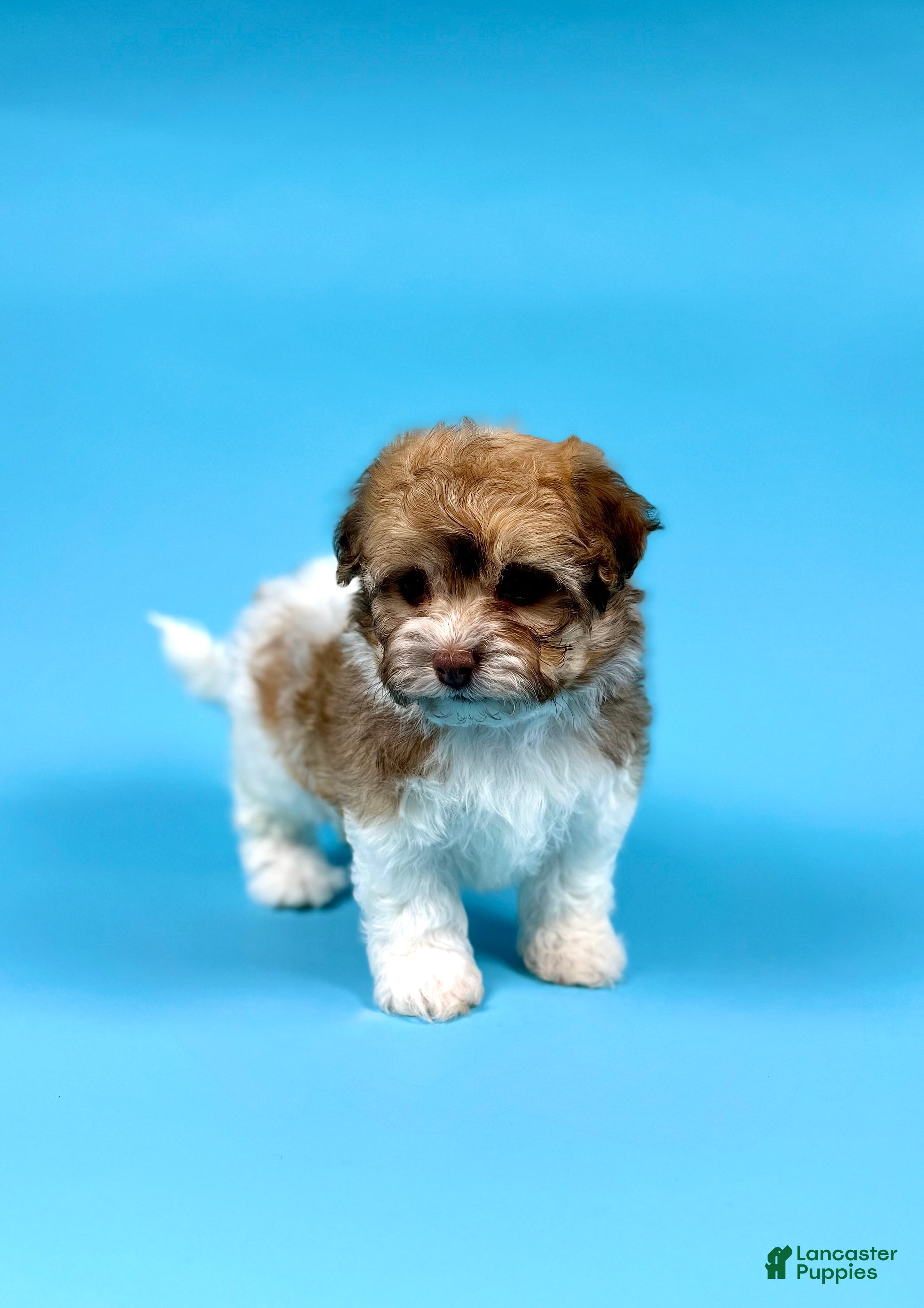 Havanese dogs YURI - Ad 1