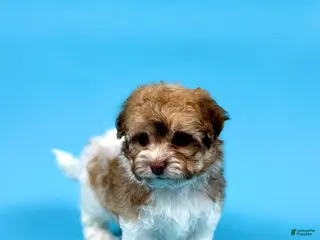 Havanese dogs for sale: YURI - Ad 2