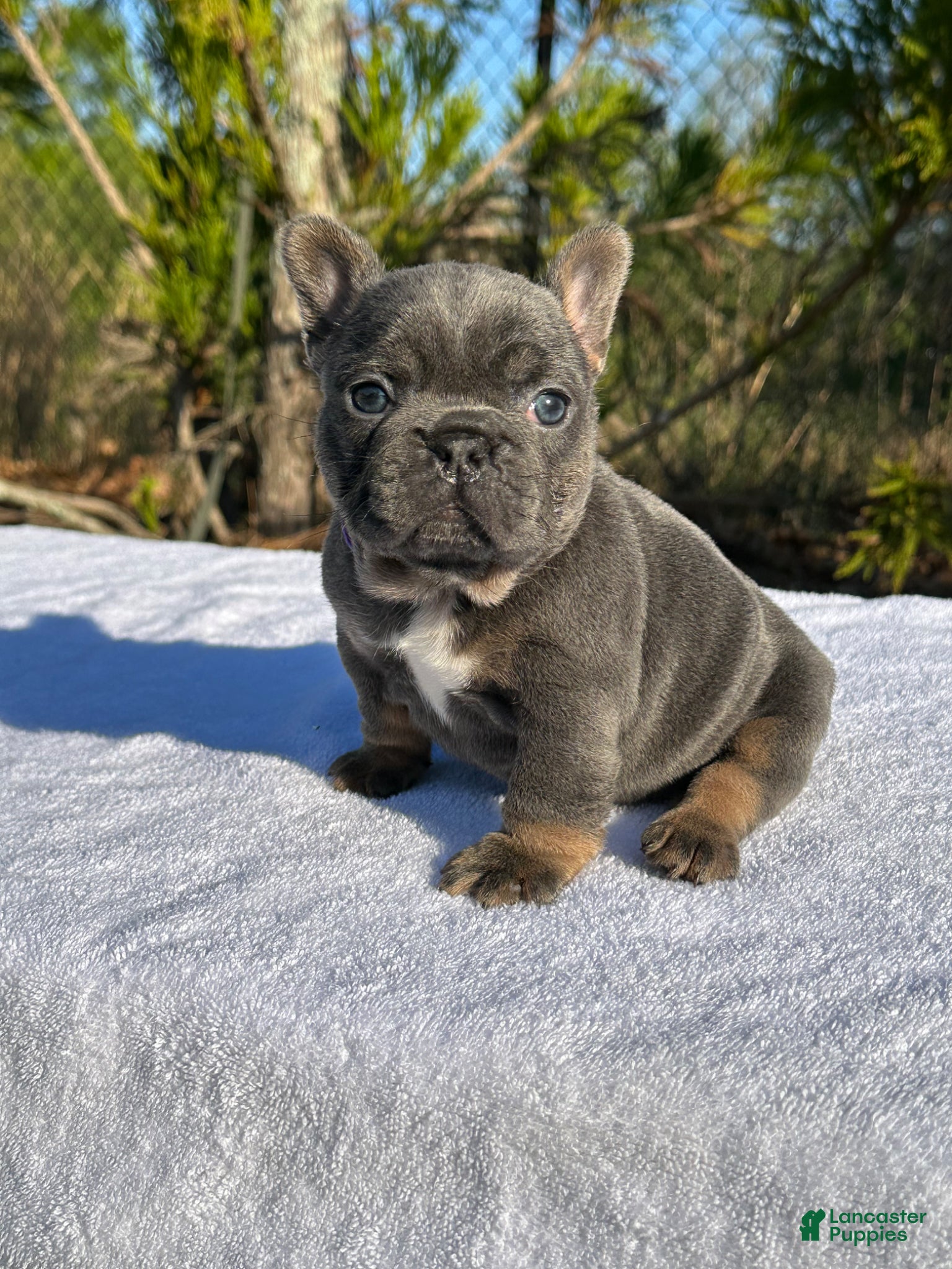 French Bulldog dogs French Bulldog Puppy 1 - Ad 2