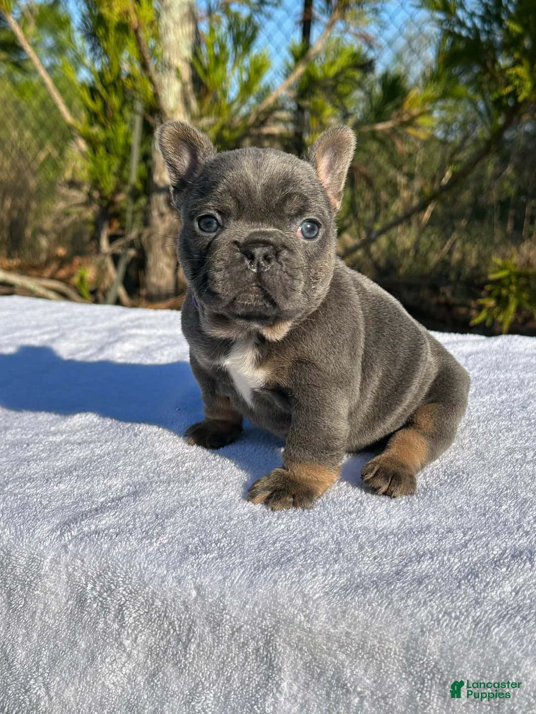 French Bulldog dogs for sale: French Bulldog Puppy 1 - Ad 2