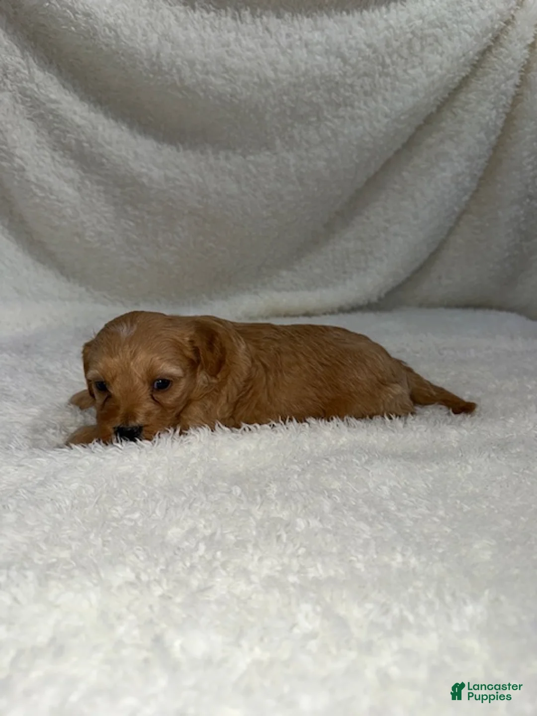 Cavapoo dogs for sale: Cavapoo Puppy 2 - Ad 3