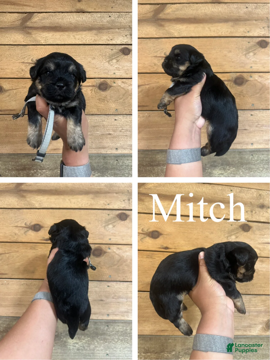 Mixed Breed dogs for sale: Mitch - Ad 1