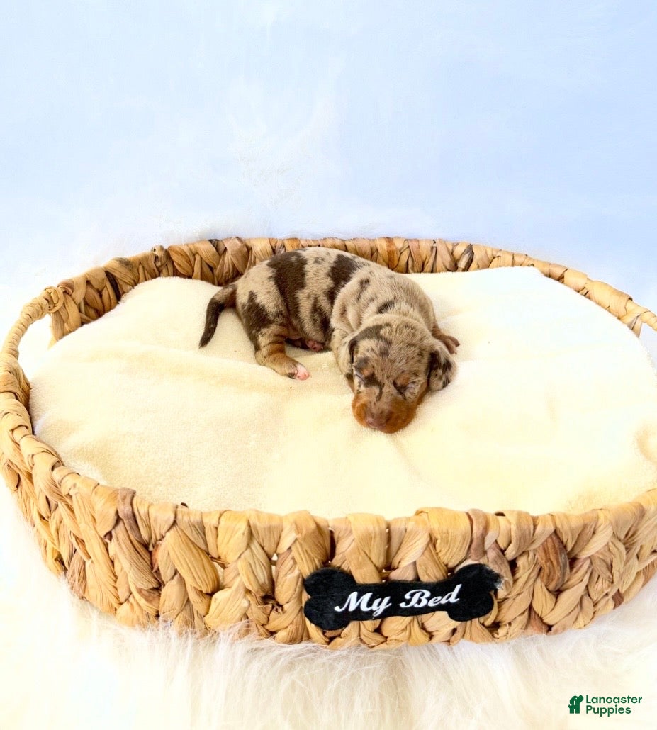 Miniature Dachshund dogs for sale: AKC Milo - Ad 1