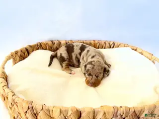 Miniature Dachshund dogs AKC Milo - Ad 12