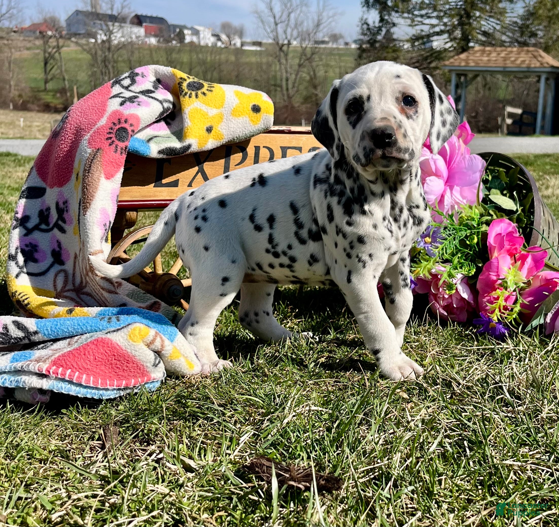 Dalmatian dogs Genetic Tested Tanya❤️AKC HIP CERT Daddy❤️Text or Call 717-716-6440 - Ad 11