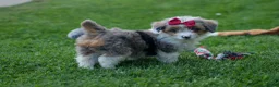 Corgipoo dogs for sale: NANCY - Ad 10