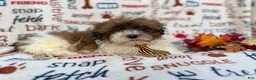 Shihpoo dogs for sale: Travis - Ad 7