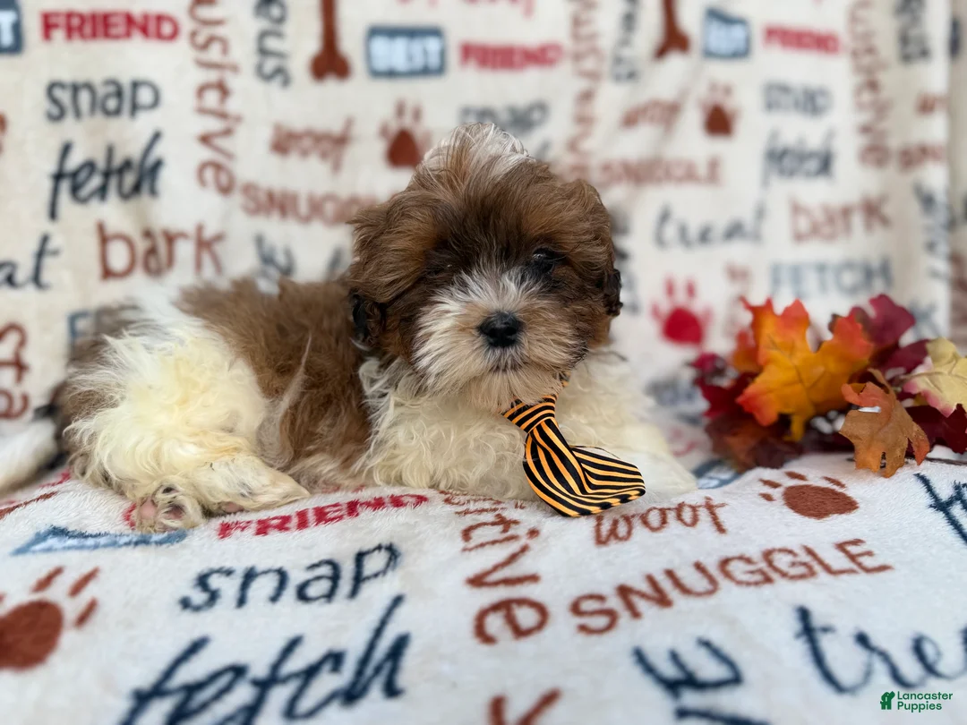 Shihpoo dogs for sale: Travis - Ad 7
