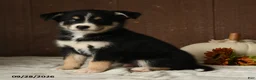 Mixed Breed dogs for sale: Berry - Ad 1