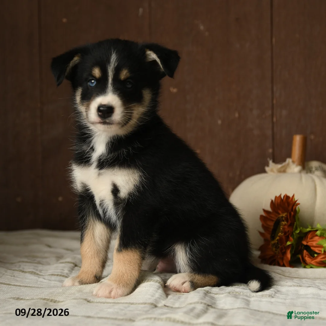 Mixed Breed dogs for sale: Berry - Ad 1