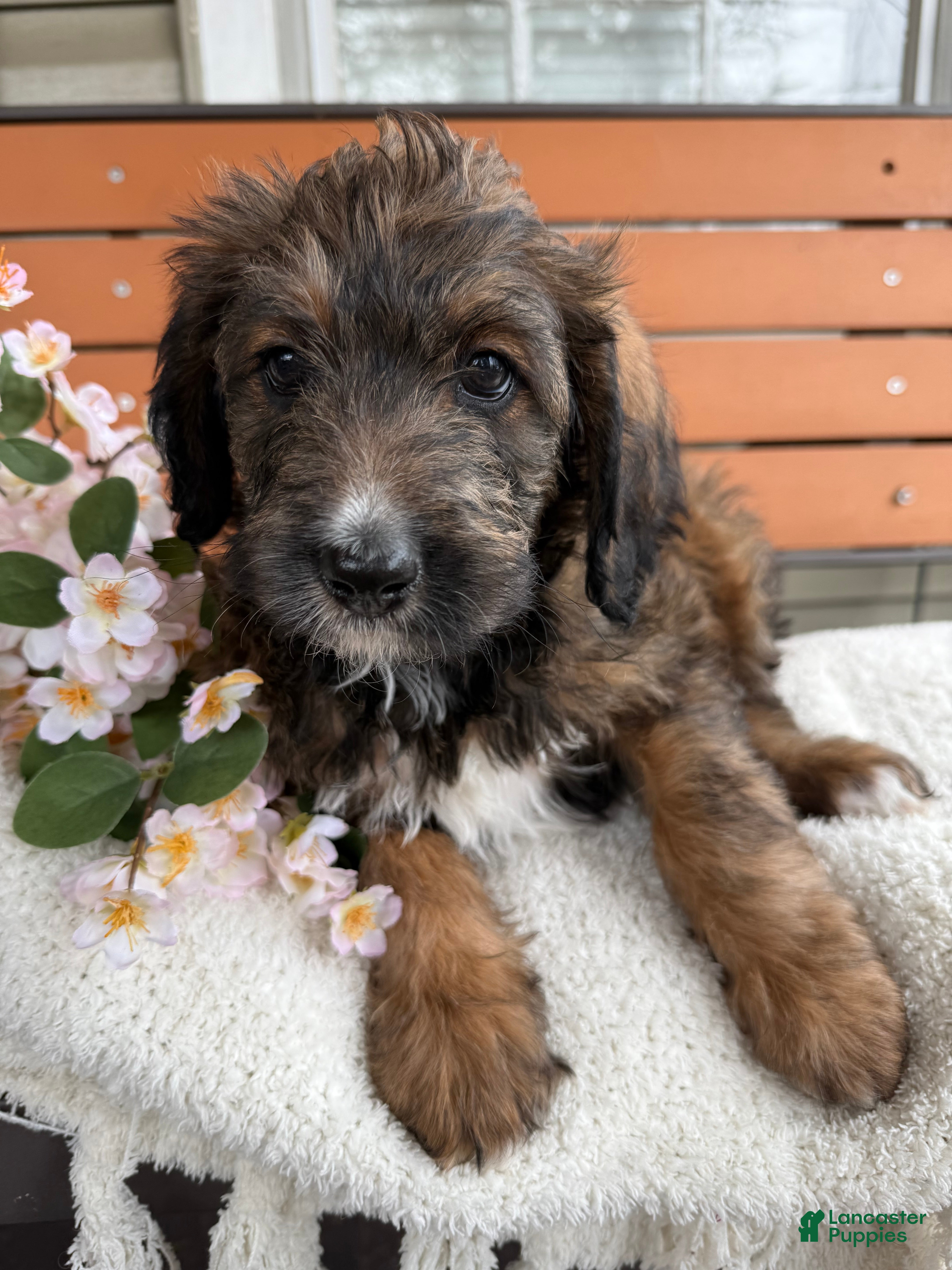 Mixed Breed dogs Sofie - Ad 1