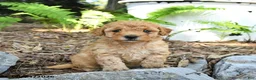 Havapoo dogs for sale: Teddy - Ad 4