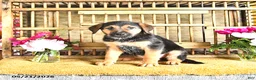 Golden Shepherd dogs for sale: Rascal - Ad 7