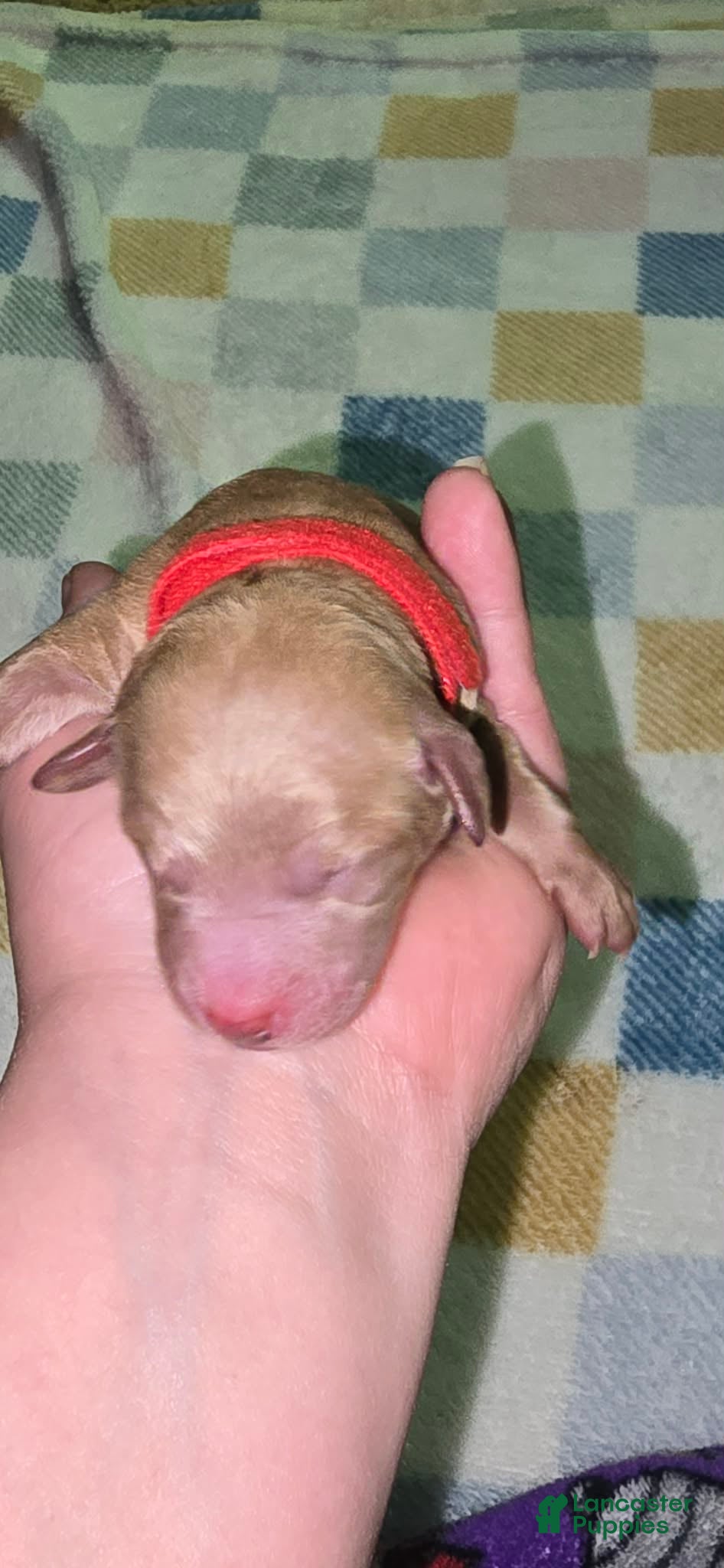 Mini Goldendoodle dogs for sale: daisy  - Ad 1