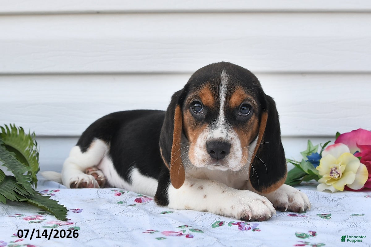 Beagle dogs Taco - Ad 2